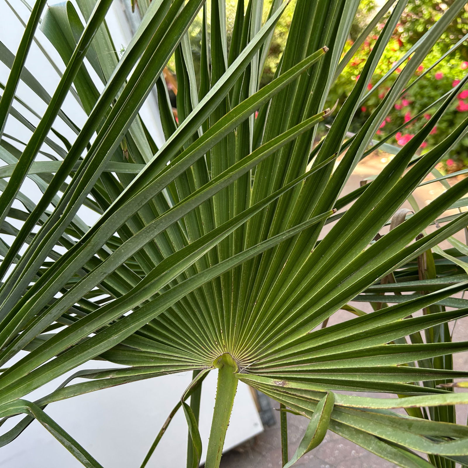 Hanfpalme, Stamm ca. 40 cm, Topf 35 Liter