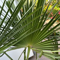 Hanfpalme, Stamm ca. 40 cm, Topf 35 Liter