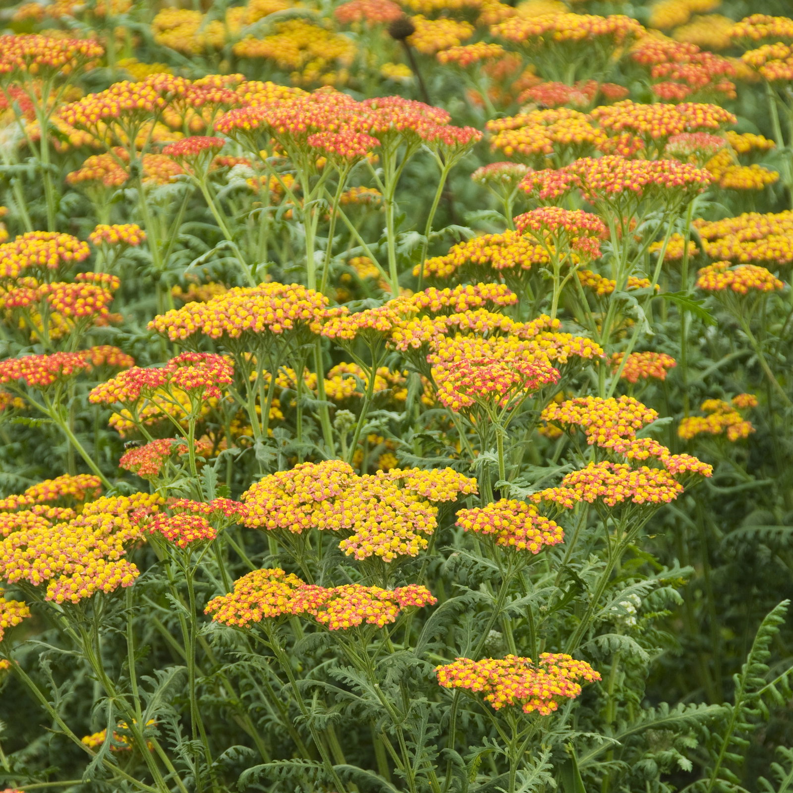 Schafgarbe, tarracotta, Höhe 60 cm, Topf 3 Liter Schafgarbe, tarracotta, Höhe 60 cm, Topf 3 Liter