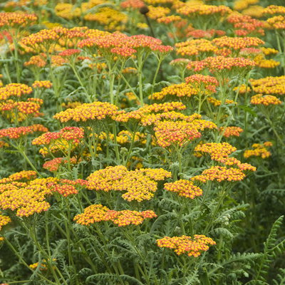 Schafgarbe, tarracotta, Höhe 60 cm, Topf 3 Liter Schafgarbe, tarracotta, Höhe 60 cm, Topf 3 Liter