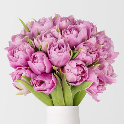 30 lila Tulpen 'Double Price'