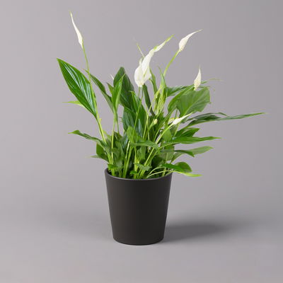 Einblatt 'Bellini', Topf-Ø 13 cm, mit Topf Dallas anthrazit, 3 Pflanzen