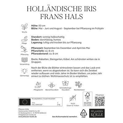 Holländische Iris 'Frans Hals', lila/gelb, 20 Blumenzwiebeln