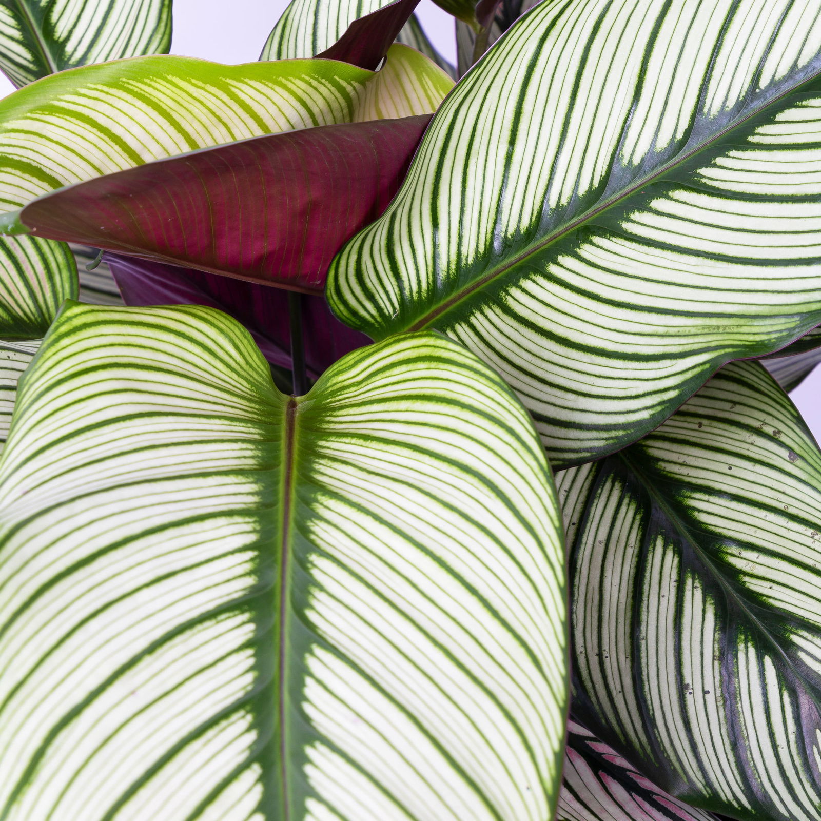 Calathea majestica 'Whitestar', Topf-Ø 19 cm, Höhe ca. 60-80 cm