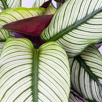 Calathea majestica 'Whitestar', Topf-Ø 19 cm, Höhe ca. 60-80 cm