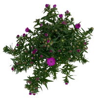 Aster novi-belgii, rosa gefüllt, Topf-Ø 12 cm, 6er-Set