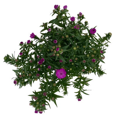 Aster novi-belgii, rosa gefüllt, Topf-Ø 12 cm, 6 Pflanzen Aster novi-belgii, rosa gefüllt, Topf-Ø 12 cm, 6 Pflanzen