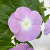 Catharanthus, Farben zufällig, Topf-Ø 13 cm, 6 Pflanzen