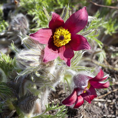 Küchenschelle, Farben zufällig, Topf-Ø 13 cm, 6 Pflanzen Küchenschelle, Farben zufällig, Topf-Ø 13 cm, 6 Pflanzen