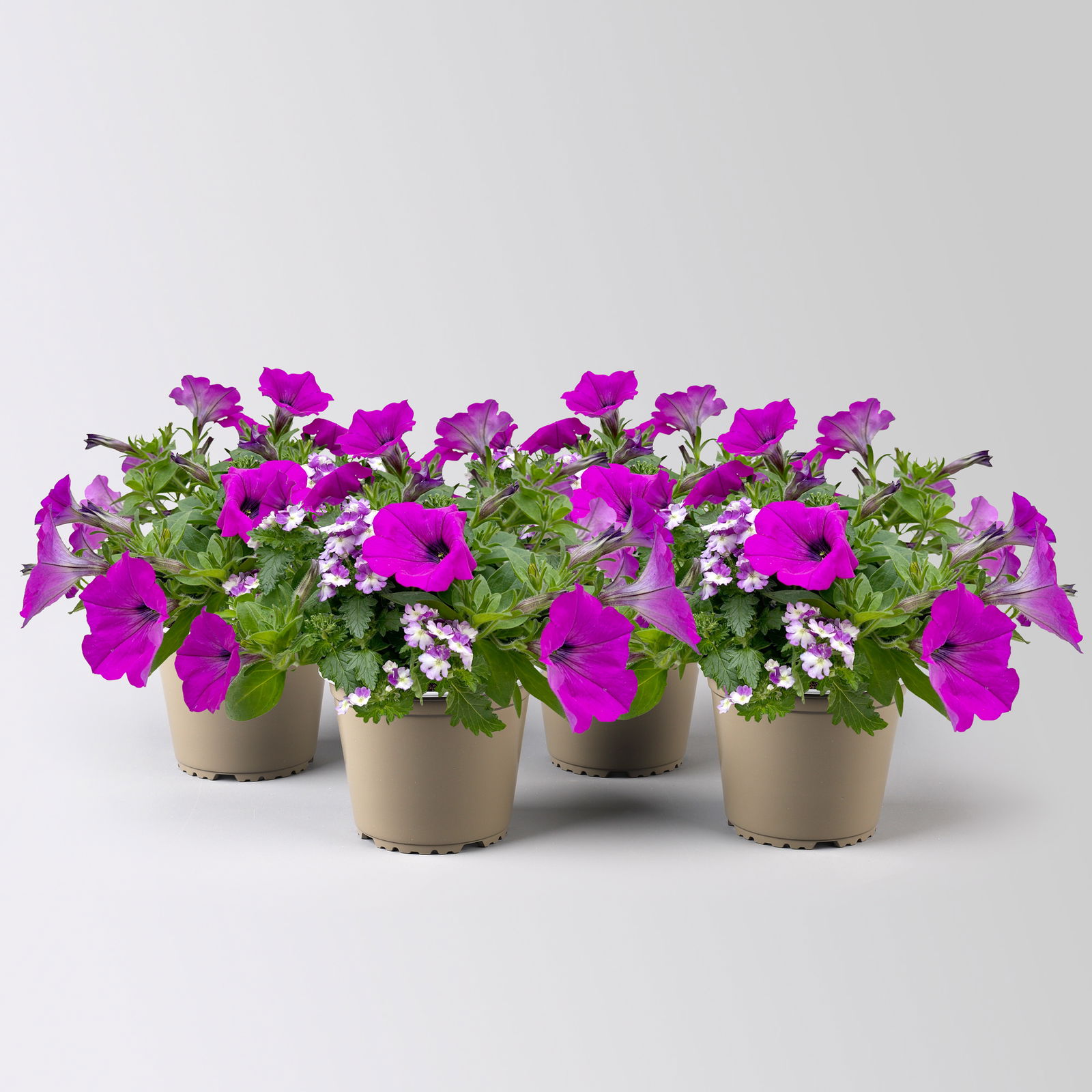 Eisenkraut/Petunien Duo, lila, Topf-Ø 14 cm, 4 Pflanzen