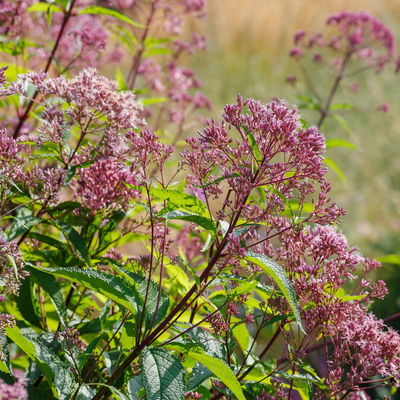 Wasserdost 'Augustrubin', weinrot, Topf 11x11 cm, 3 Pflanzen