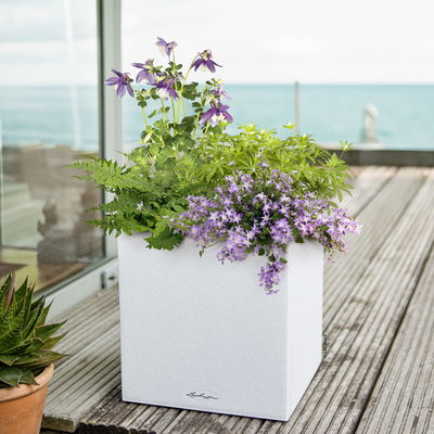 Pflanzenkreation Gartenmagie, klein, 5 Pflanzen inkl. Erde und Dünger Pflanzenkreation Gartenmagie, klein, 5 Pflanzen inkl. Erde und Dünger