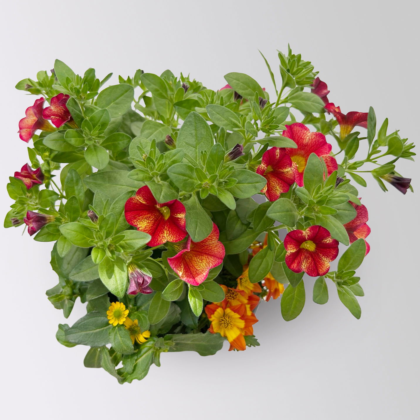 Sommerblumen-Mix, nach Verfügbarkeit, Topf-Ø 13 cm, 3 Pflanzen