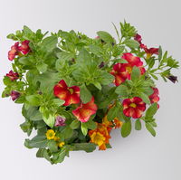 Sommerblumen-Mix, nach Verfügbarkeit, Topf-Ø 13 cm, 3 Pflanzen