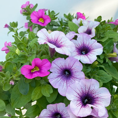 Petunie/Zauberglöckchen 'Duo', Kombination zufällig, Topf-Ø 14 cm, 4er-Set