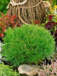 Weber Flaschenhalter 'Works' für alle Slate und Spirit-Modelle Weber Flaschenhalter 'Works' für alle Slate und Spirit-Modelle