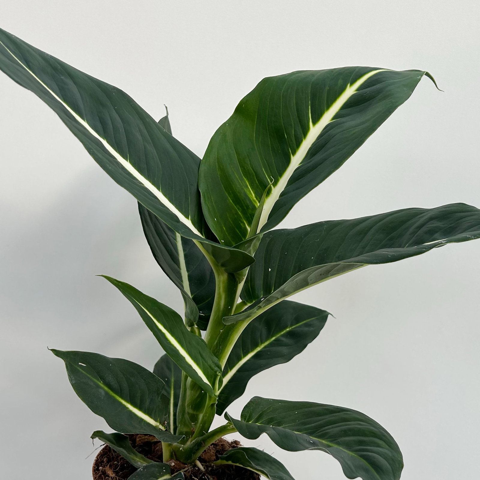 Dieffenbachie 'Green Magic', Topf-Ø 12 cm, 2 Pflanzen, inkl. Übertopf Byron