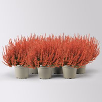 Knospenheide 'Picasso', orange gefärbt, Topf-Ø 12 cm, 6 Pflanzen Knospenheide 'Picasso', orange gefärbt, Topf-Ø 12 cm, 6 Pflanzen