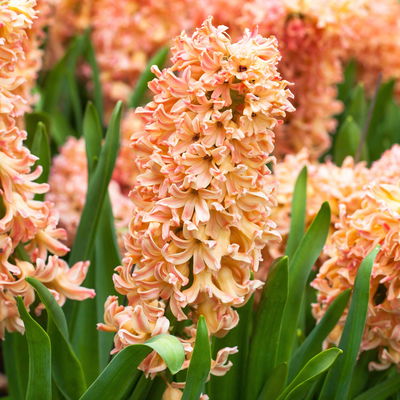 Hyazinthe gelb & orange, vorgetrieben, Topf-Ø 12 cm, 6 Pflanzen