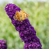 Dufthecke-Blütensträucher XL, 20er-Set, Höhe 80-100 cm, Topf 12+20 Liter