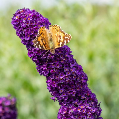 Dufthecke-Blütensträucher XL, 20er-Set, Höhe 80-100 cm, Topf 12+20 Liter