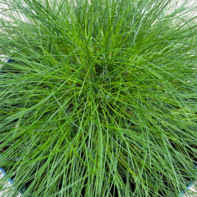 Bärenfellgras 'Pic Carlit', grün, Topf 3 Liter Bärenfellgras 'Pic Carlit', grün, Topf 3 Liter