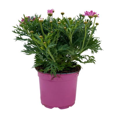 Margerite, rosa, Topf-Ø 11 cm, 6 Pflanzen