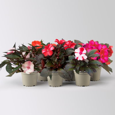 Edellieschen, zweifarbig zufällig, Topf-Ø 12 cm, 6 Pflanzen Edellieschen, zweifarbig zufällig, Topf-Ø 12 cm, 6 Pflanzen