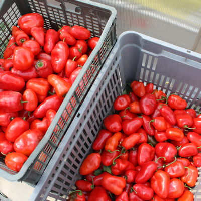 Blu Bio Baum-Chili, Topf-Ø 12 cm, 3er Set Blu Bio Baum-Chili, Topf-Ø 12 cm, 3er Set