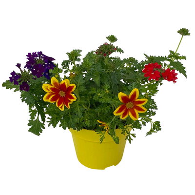 Sommerblumen Mix TrioMio™ bunt, Mix zufällig, Topf-Ø 12 cm, 6er-Set