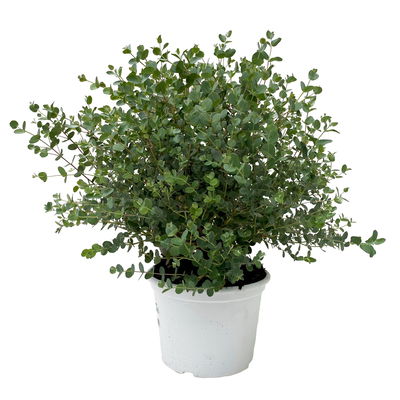 Eukalyptus, Busch, TopfØ 19 cm, Höhe ca. 45 cm online kaufen