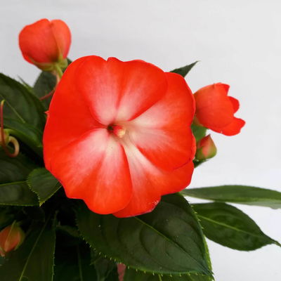 Edellieschen weiß-orange, Topf-Ø 12 cm, 6er-Set