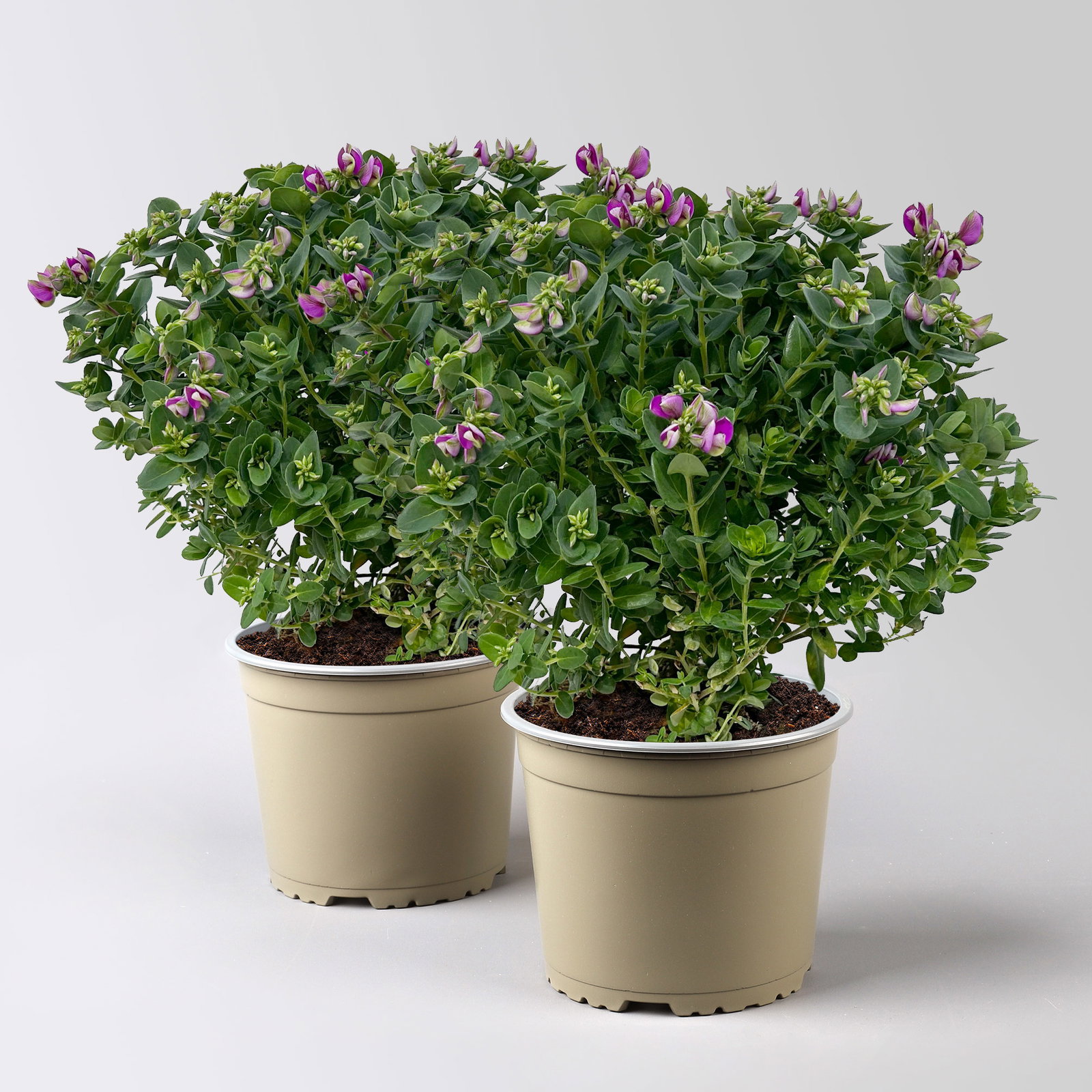 Kreuzblume 'Bibi Pink', rosa-violett, Topf-Ø 17 cm, Höhe ca. 40 cm, 2 Pflanzen