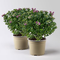 Kreuzblume 'Bibi Pink', rosa-violett, Topf-Ø 17 cm, Höhe ca. 40 cm, 2 Pflanzen