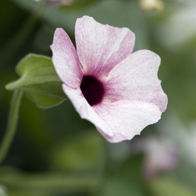 Schwarzäugige Susanne, Pyramide, rosa, Topf-Ø 13 cm, 2 Pflanzen