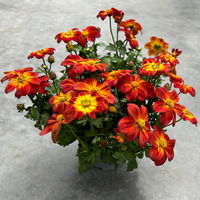 Goldmarie 'BLAZING Ring of Fire' rot-gelb, Topf-Ø 12 cm, 6er-Set