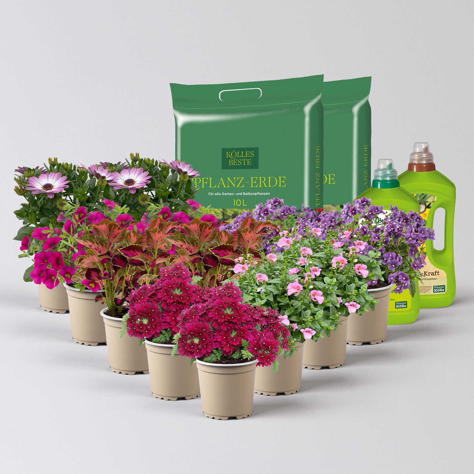 Pflanzenkreation 'Lillet Wild Berry', 12 Pflanzen inkl. Erde und Dünger