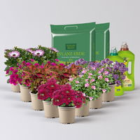 Pflanzenkreation 'Lillet Wild Berry', 12 Pflanzen inkl. Erde und Dünger