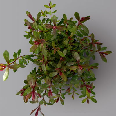 Hebe 'Greenboys®', Mix zufällig, Topf-Ø 12cm, 6er-Set