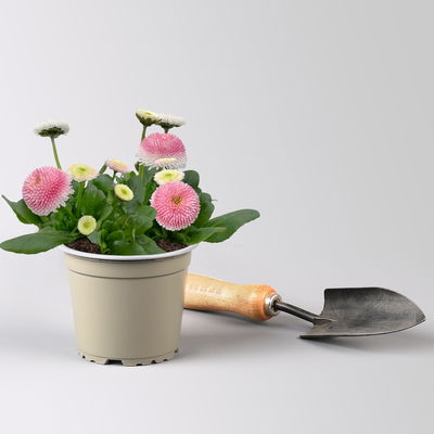 Grabbepflanzung Frühling rosa-weiß, 12 Pflanzen Grabbepflanzung Frühling rosa-weiß, 12 Pflanzen