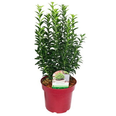 Japanischer Spindelstrauch 'Green Empire'®, Höhe 25-30 cm, Topf 3 Liter, 5er-Set Japanischer Spindelstrauch 'Green Empire'®, Höhe 25-30 cm, Topf 3 Liter, 5er-Set