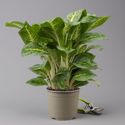 Aglaonema 'Lemon Mint', Topf-Ø 19 cm, Höhe ca. 45 cm Aglaonema 'Lemon Mint', Topf-Ø 19 cm, Höhe ca. 45 cm