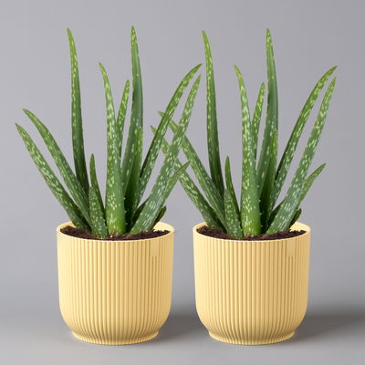 Aloe vera in Übertopf Vibes gelb, Topf-Ø 12 cm, Höhe ca. 35 cm, 2er-Set Aloe vera in Übertopf Vibes gelb, Topf-Ø 12 cm, Höhe ca. 35 cm, 2er-Set