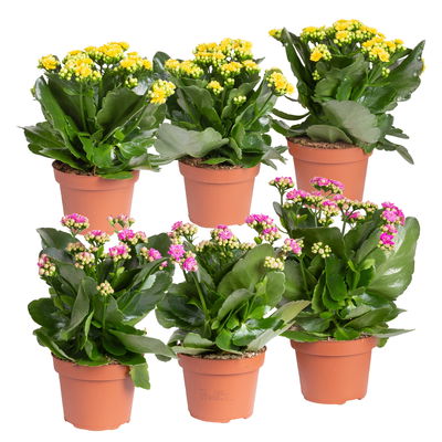 Kalanchoe 'Calandiva'®, gelb&violett, Topf-Ø 12 cm,  Höhe ca. 20-30 cm, 6er-Set Kalanchoe 'Calandiva'®, gelb&violett, Topf-Ø 12 cm,  Höhe ca. 20-30 cm, 6er-Set