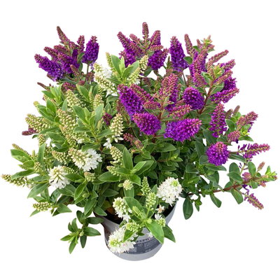 Hebe All Blooms® 'Twin', Duo zufällig, Topf 12 cm Ø, 3 Pflanzen Hebe All Blooms® 'Twin', Duo zufällig, Topf 12 cm Ø, 3 Pflanzen