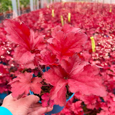 Bio Purpurglöckchen 'Fire Alarm', rot, Topf-Ø 12 cm, 3 Pflanzen Bio Purpurglöckchen 'Fire Alarm', rot, Topf-Ø 12 cm, 3 Pflanzen