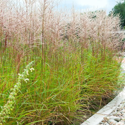 Bio Chinaschilf 'Gracilimus', Topf 5 Liter Bio Chinaschilf 'Gracilimus', Topf 5 Liter