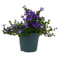 Hängepolster-Glockenblume 'Adansa® Purple' blau-weiß, Topf-Ø 15 cm, 3er-Set