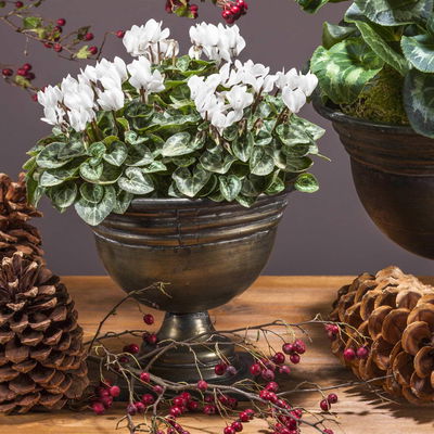 Kölle Alpenveilchen, Cyclamen persicum 'Outland', weiß, Topf 11 cm Kölle Alpenveilchen, Cyclamen persicum 'Outland', weiß, Topf 11 cm