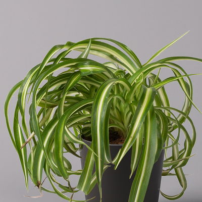 Grünlilie 'Bonnie' mit Keramiktopf Dallas anthrazit, Topf-Ø 12 cm, 3er-Set